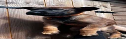 Belgian Shepherd Dog dogs for sale: Belgian malinois - Advert 7