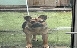 Mixed Breed dogs for sale: 3/4 English bulldog babies  - Image 1