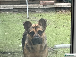 Mixed Breed dogs - Advert 33