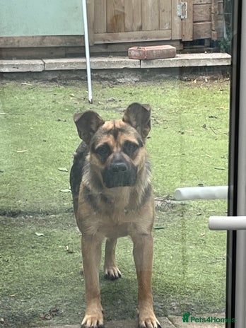 Mixed Breed dogs - Advert 1