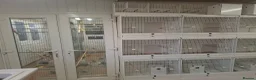 Budgerigars birds for sale: Exhibition budgies for sale  in Sudbury - Advert 2