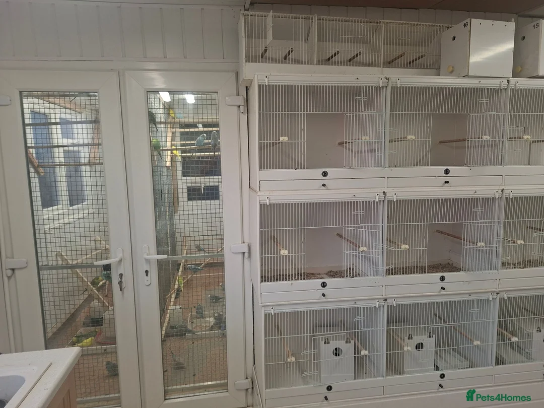Budgerigars birds for sale: Exhibition budgies for sale  in Sudbury - Advert 2