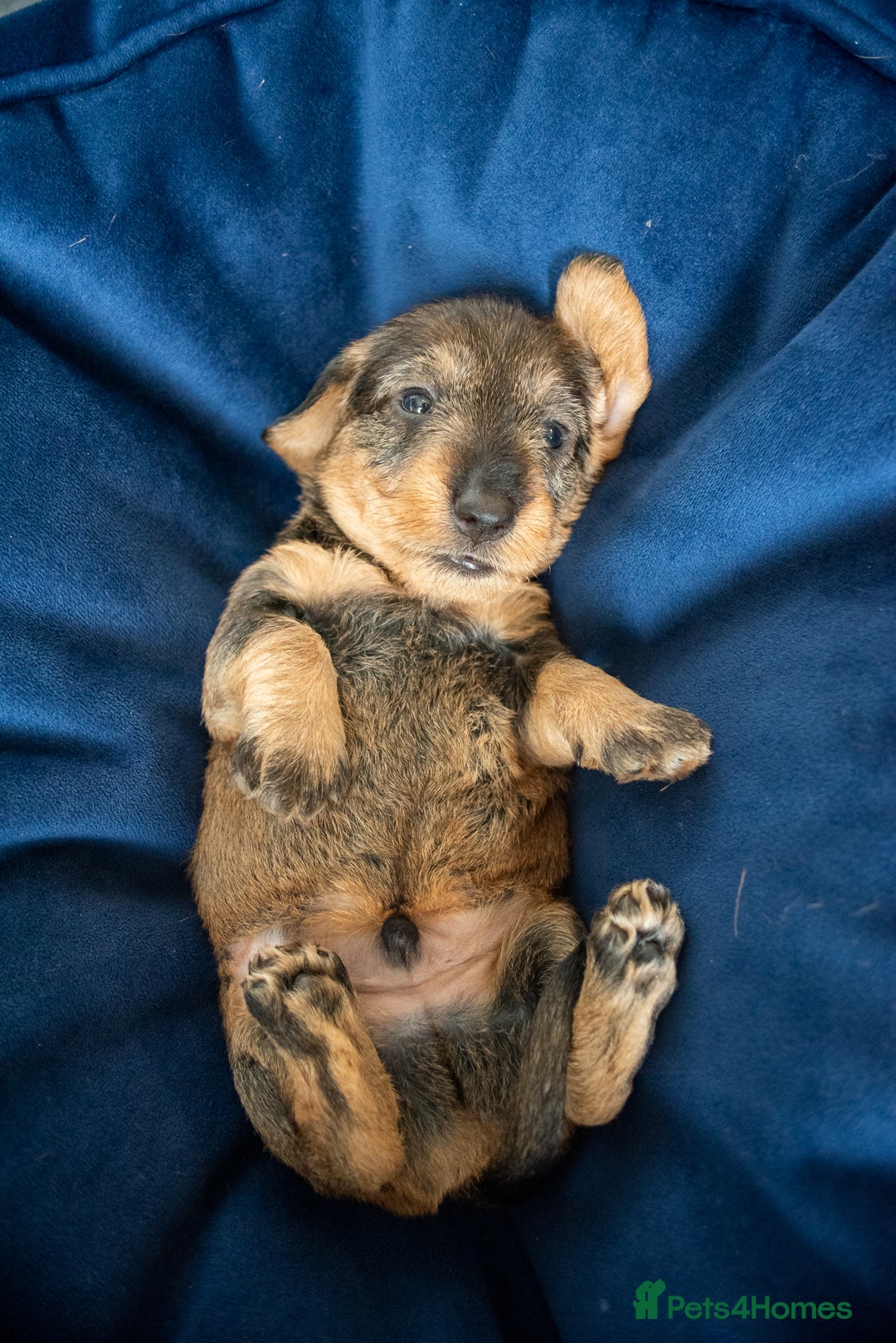 Dachshund dogs for sale: KC Standard Wire-haired Dachshund puppies - Image 6