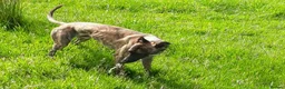Lurcher dogs for sale: Lovely quality lurcher puppies - Advert 6