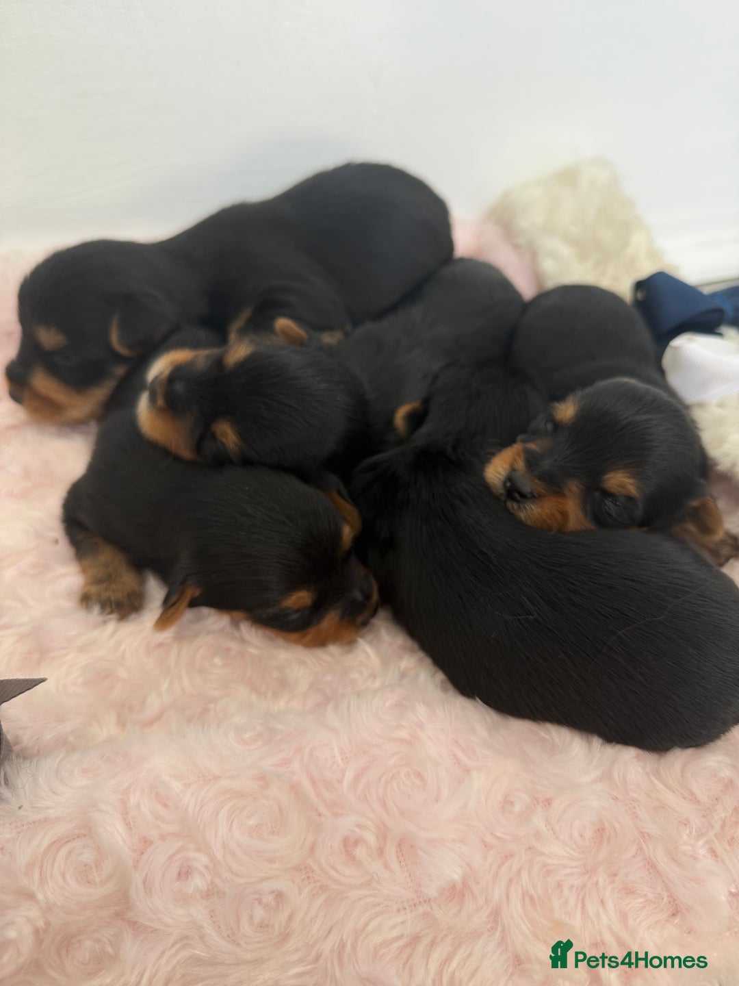 Yorkshire Terrier dogs for sale: Yorkshire Terrier Puppy 5 - 6 beautiful Yorkshire terriers  - Image 28