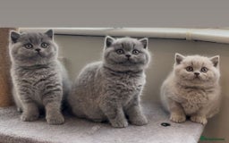 British Shorthair cats for stud: 🏆 BLUE STUD TiCA GCCF  CARRYING CHOCOLATE  in Derby - Image 5