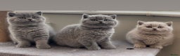 British Shorthair cats for stud: 🏆 BLUE STUD TiCA GCCF  CARRYING CHOCOLATE  in Derby - Advert 5