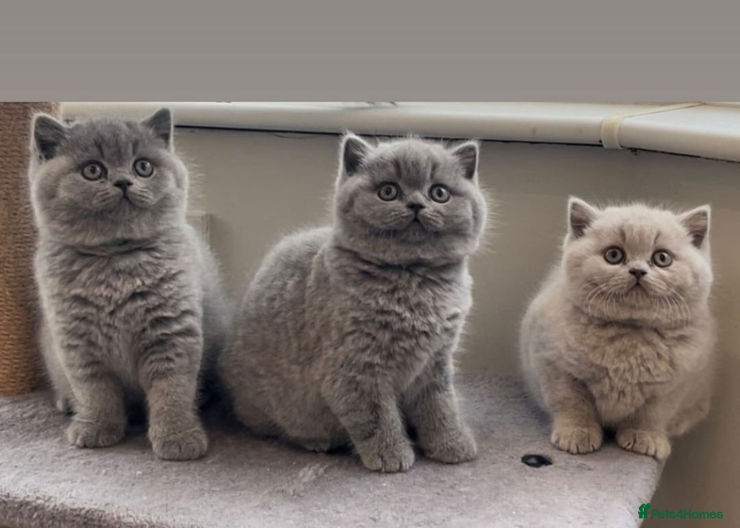 British Shorthair cats for stud: 🏆 BLUE STUD TiCA GCCF  CARRYING CHOCOLATE  in Derby - Image 5