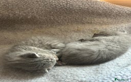 British Shorthair cats for sale: Stunning British Blue Short Hair Kittens - Image 12
