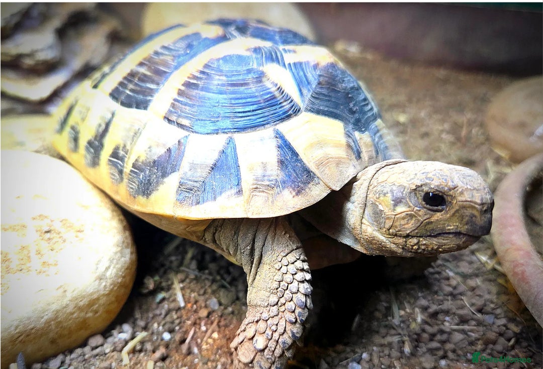 Tortoise reptiles for sale: 3 Year Old Hermann Tortoise - Advert 6