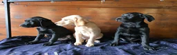 Labrador Retriever dogs for sale: Gorgeous litter of labrador puppies  - Advert 11