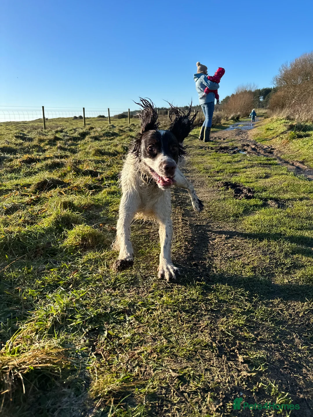 English Springer Spaniel dogs for sale: Oscar in Llanfairfechan - Advert 2