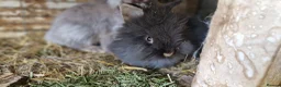 Lionhead rabbits for sale: Cute fluffy friendly lionhead babies-2boys left - Advert 17