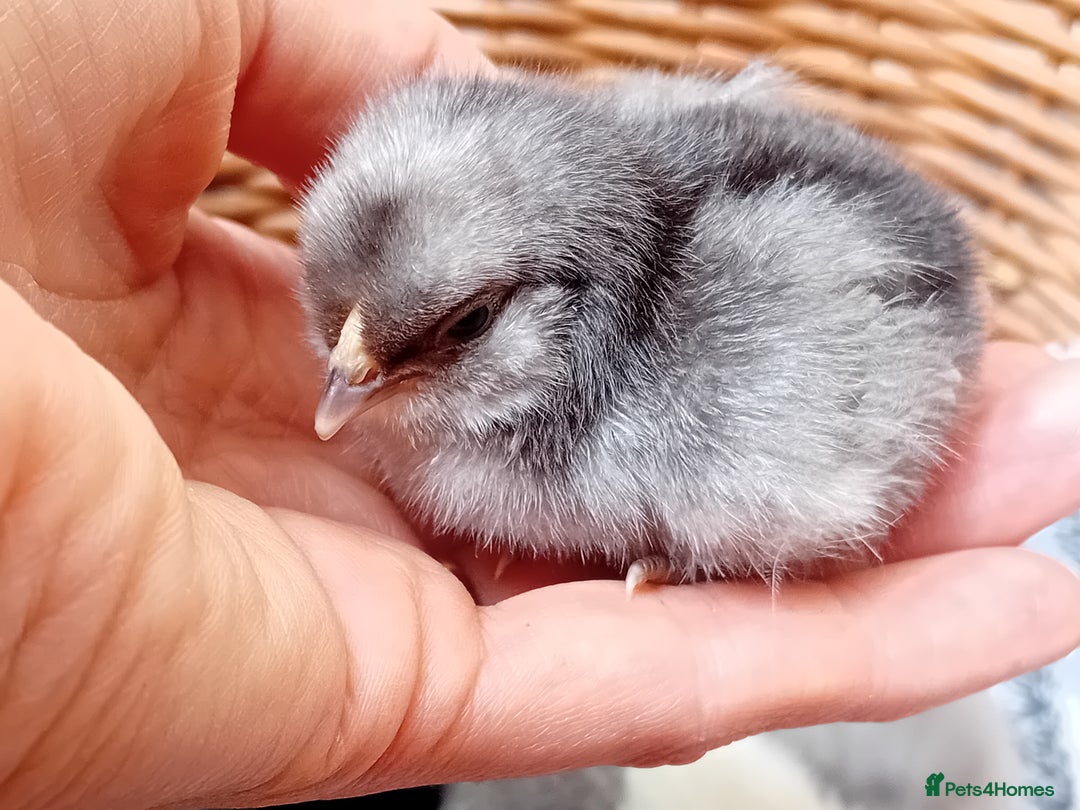 Chickens poultry for sale: Sweet Little Barbu d’Anvers Chicks Now Available - Image 11