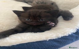 British Longhair cats for sale: British longhair kittens with Persian lineage - Image 12
