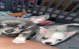 Chihuahua dogs for sale: ONE MALE LEFT READY FROM 3rd September - Image 9