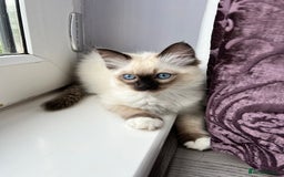 Ragdoll cats for stud: PROVEN GCCF Active Ragdoll Stud Dilute Lilac Genes in Manchester - Image 21