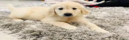 Golden Retriever dogs for sale: KC Registered Golden Retriever Puppies - Advert 3