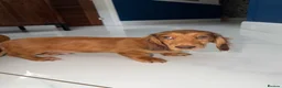 Miniature Dachshund dogs for sale: 🩷Stunning Long Haired Mini Dachshunds💙 - Advert 9