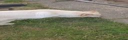 German Shepherd dogs for sale: Beautiful Rare German Shepherd Puppies  - Advert 11