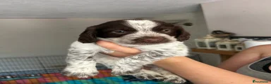 Sprocker 8
