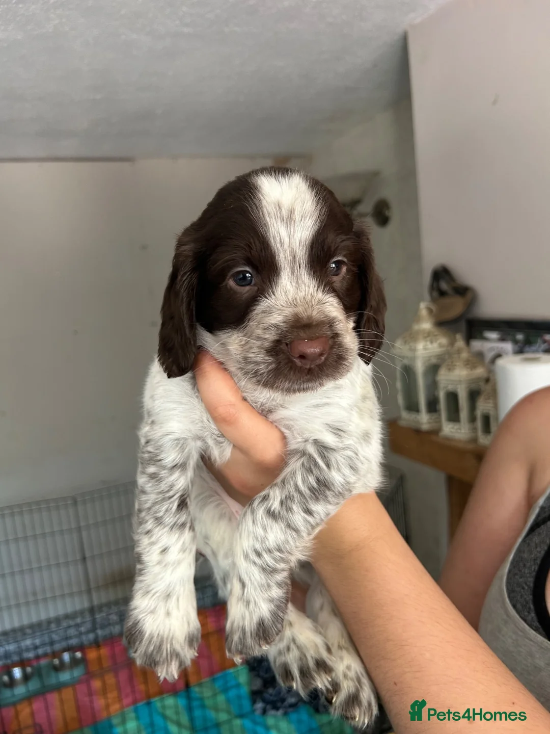 Sprocker dogs for sale: 8 Beautiful Sprocker Puppies  - Advert 1