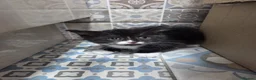 Mixed Breed cats for sale: Kittens - Advert 5