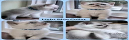 British Shorthair cats for sale: BSH 🩷🩵 READY to RESERVE  - Advert 5