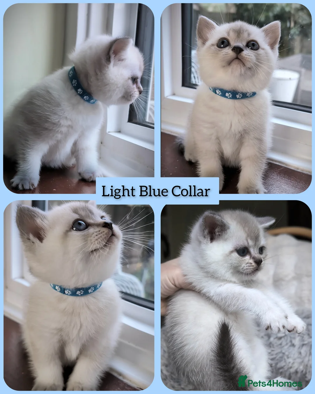 British Shorthair cats for sale: BSH 🩷🩵 READY to RESERVE  - Advert 5
