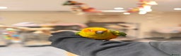 Budgerigars birds for sale: Super Tame Handreared Sun Conure  - Advert 4