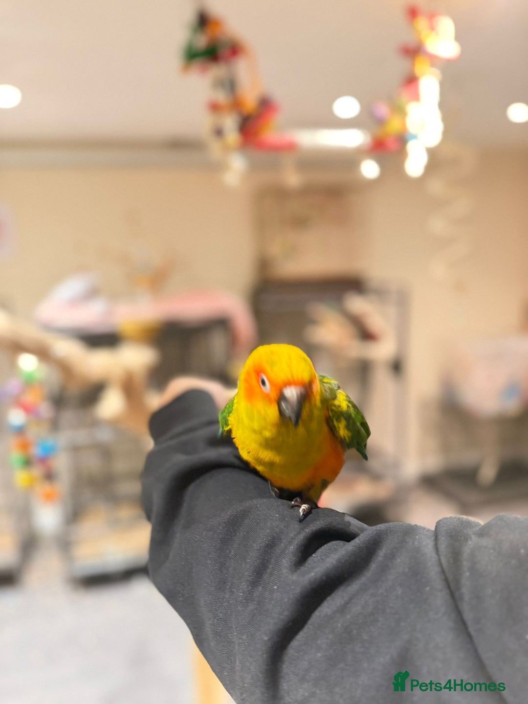 Budgerigars birds for sale: Super Tame Handreared Sun Conure  - Advert 4