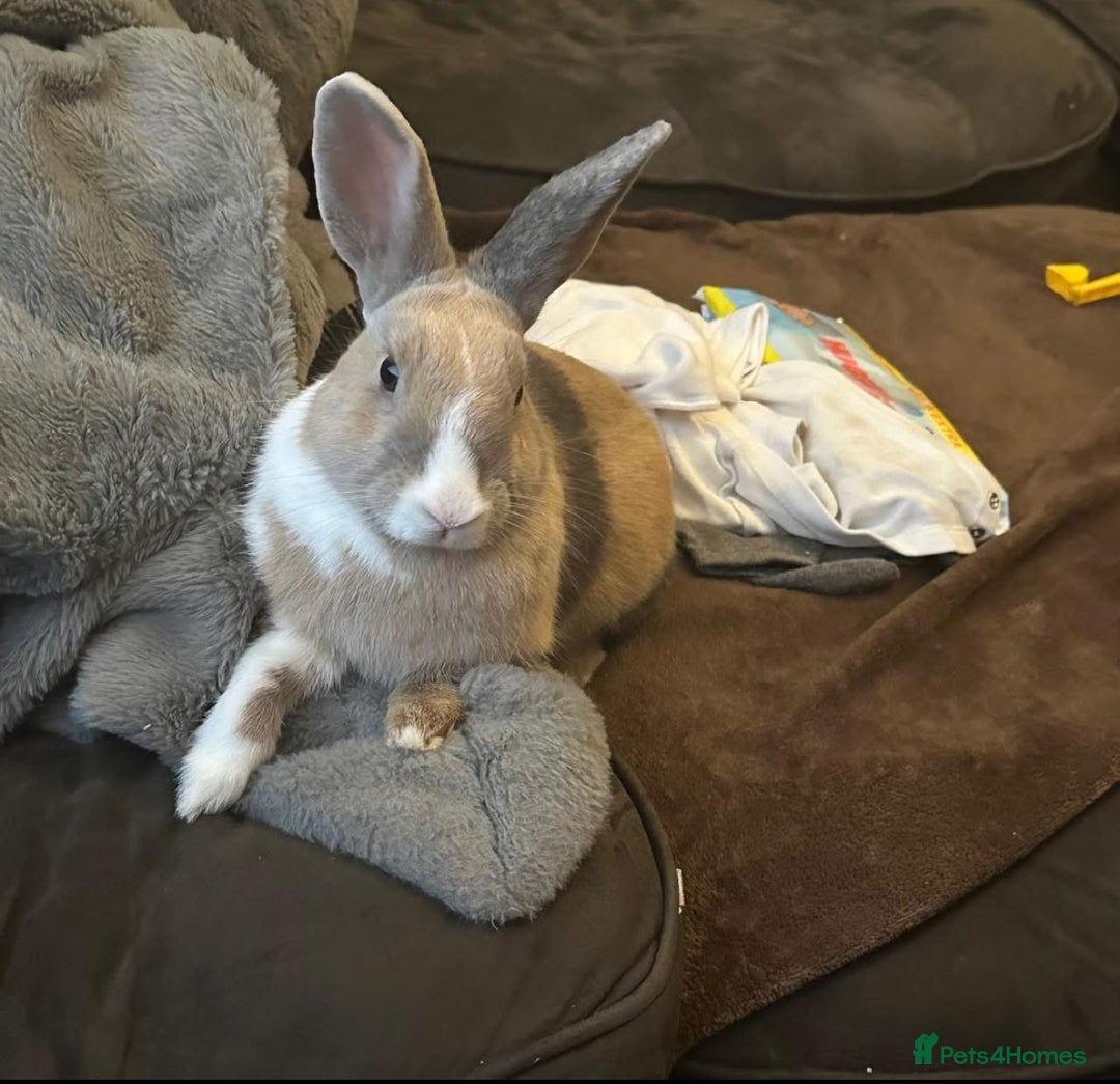 Mixed Breed rabbits for sale: 2 sisters  - Advert 2