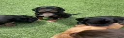 Cocker Spaniel dogs for sale: Beautiful working cocker spaniel puppies - Advert 28