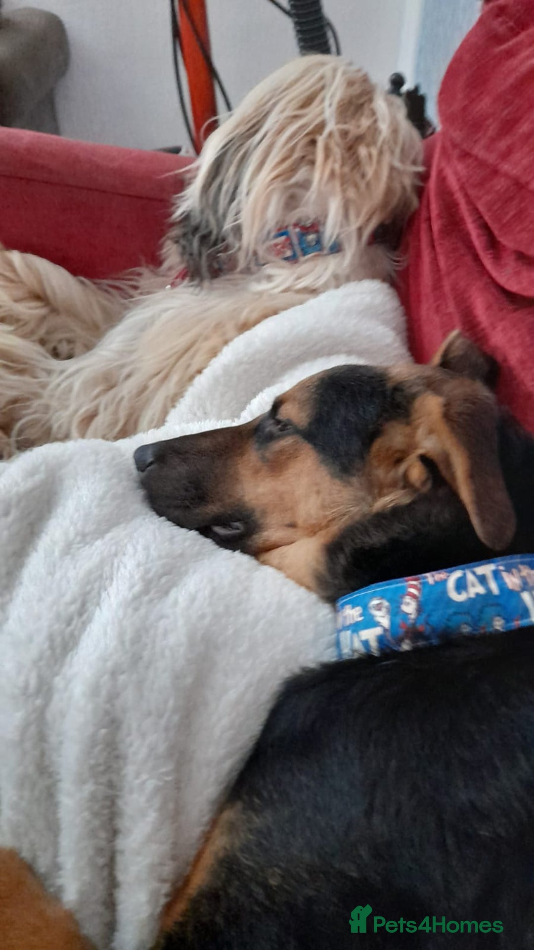 Mixed Breed dogs for adoption: URGENT: 💙🐶 BRUNO -The Big, Loving 10 month Boy - Advert 23