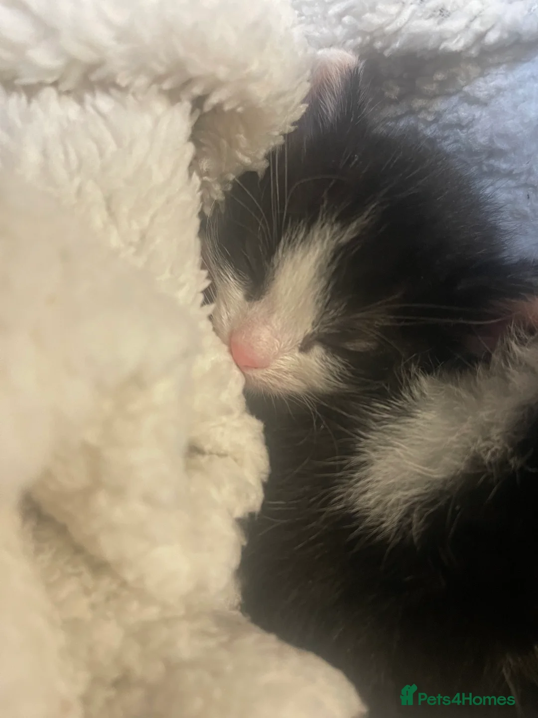 Mixed Breed cats for sale: Lovely boy & girl - Advert 8