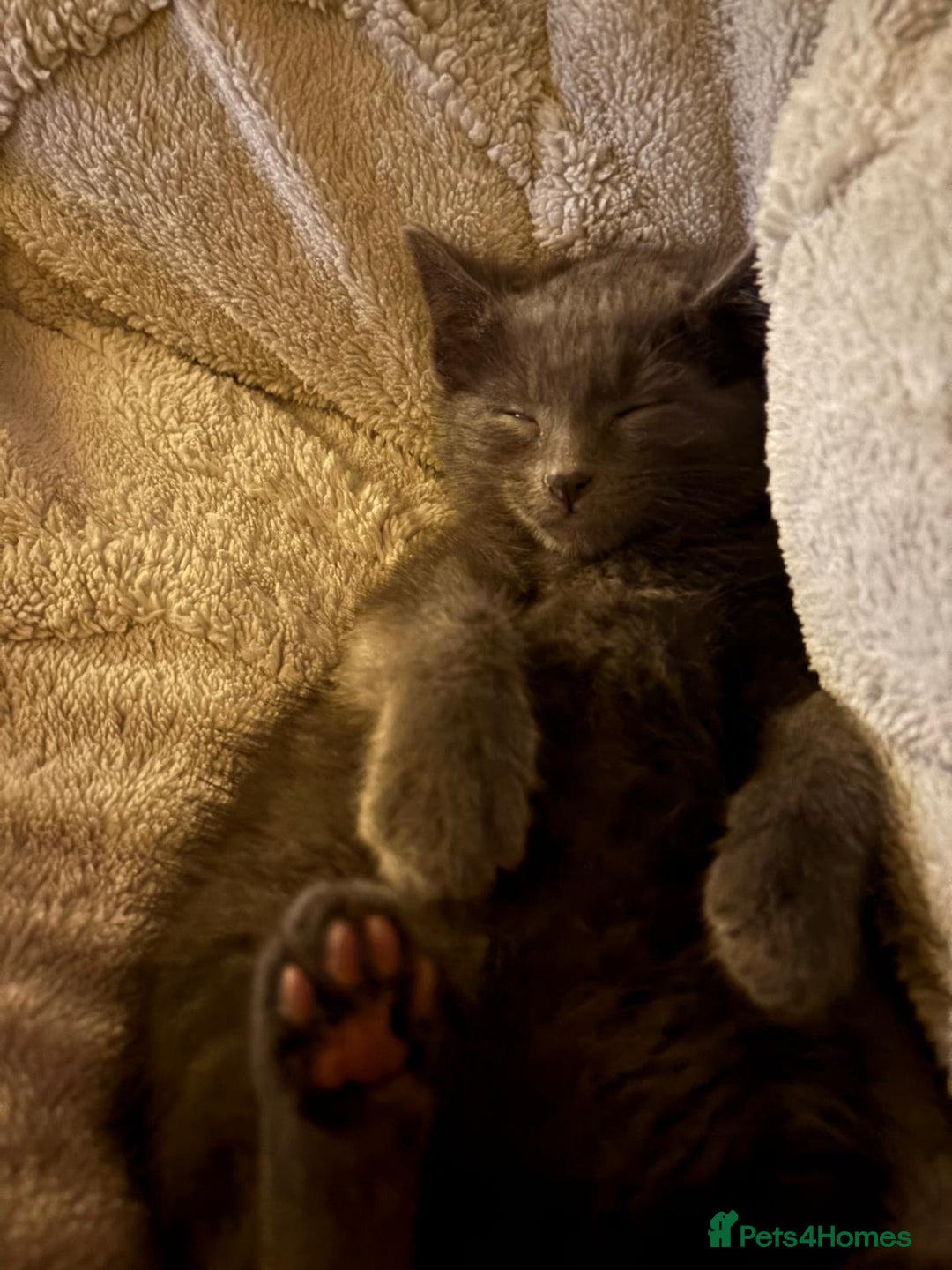 Russian Blue cats for sale: Mixed Blue Russian Kitten - Advert 2