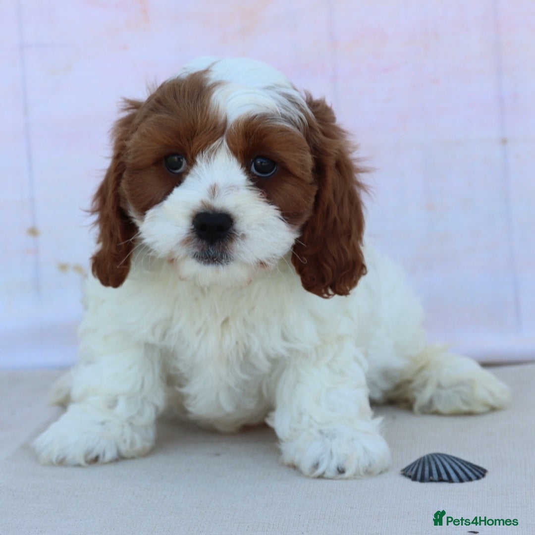 Cavapoo dogs for sale: Beautiful Toy Cavapoo Puppies for sale - Image 11