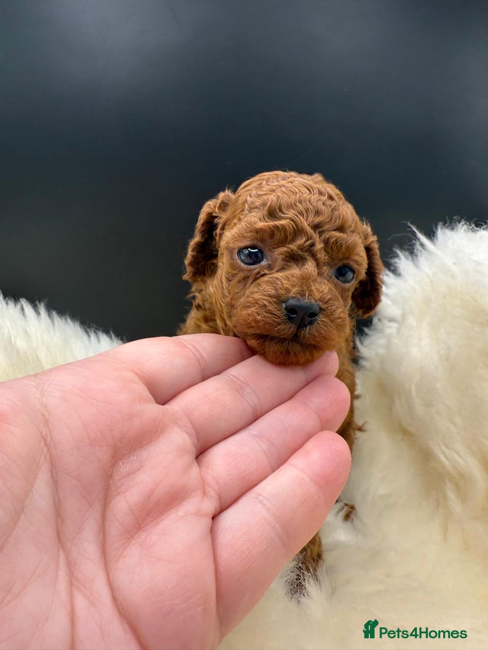 Toy Poodle dogs Asian Toy Poodle  - Advert 1