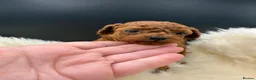 Toy Poodle dogs for sale: Asian Toy Poodle  - Advert 1