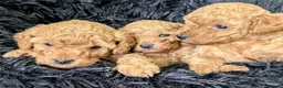 Toy Poodle dogs for sale: Stunning K. C reg Toy Poodle Puppies - Advert 9