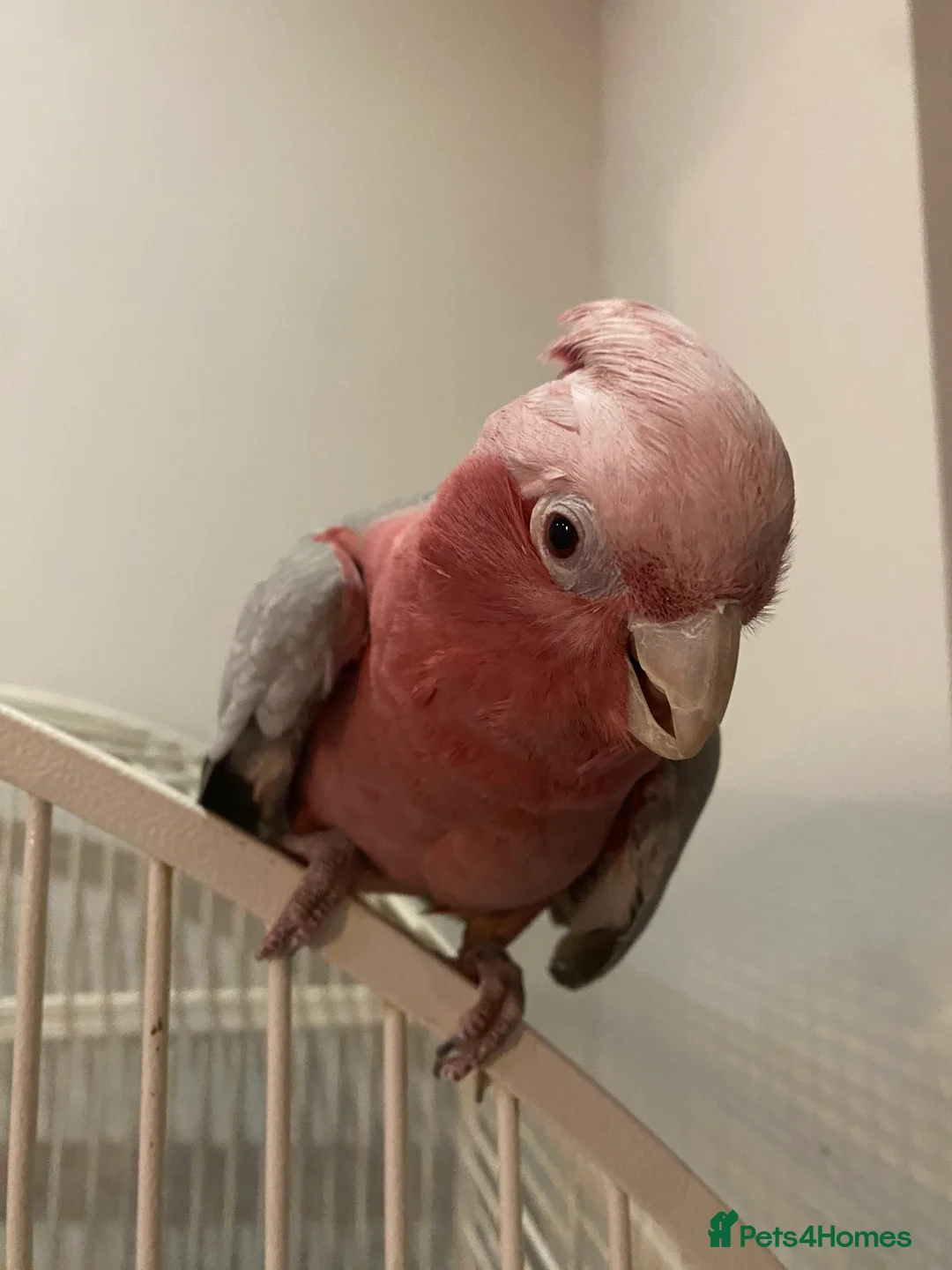 Cockatoo birds for sale: Female Galah Cockatoo - Advert 5