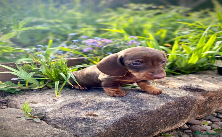 Miniature Dachshund dogs - Advert 16