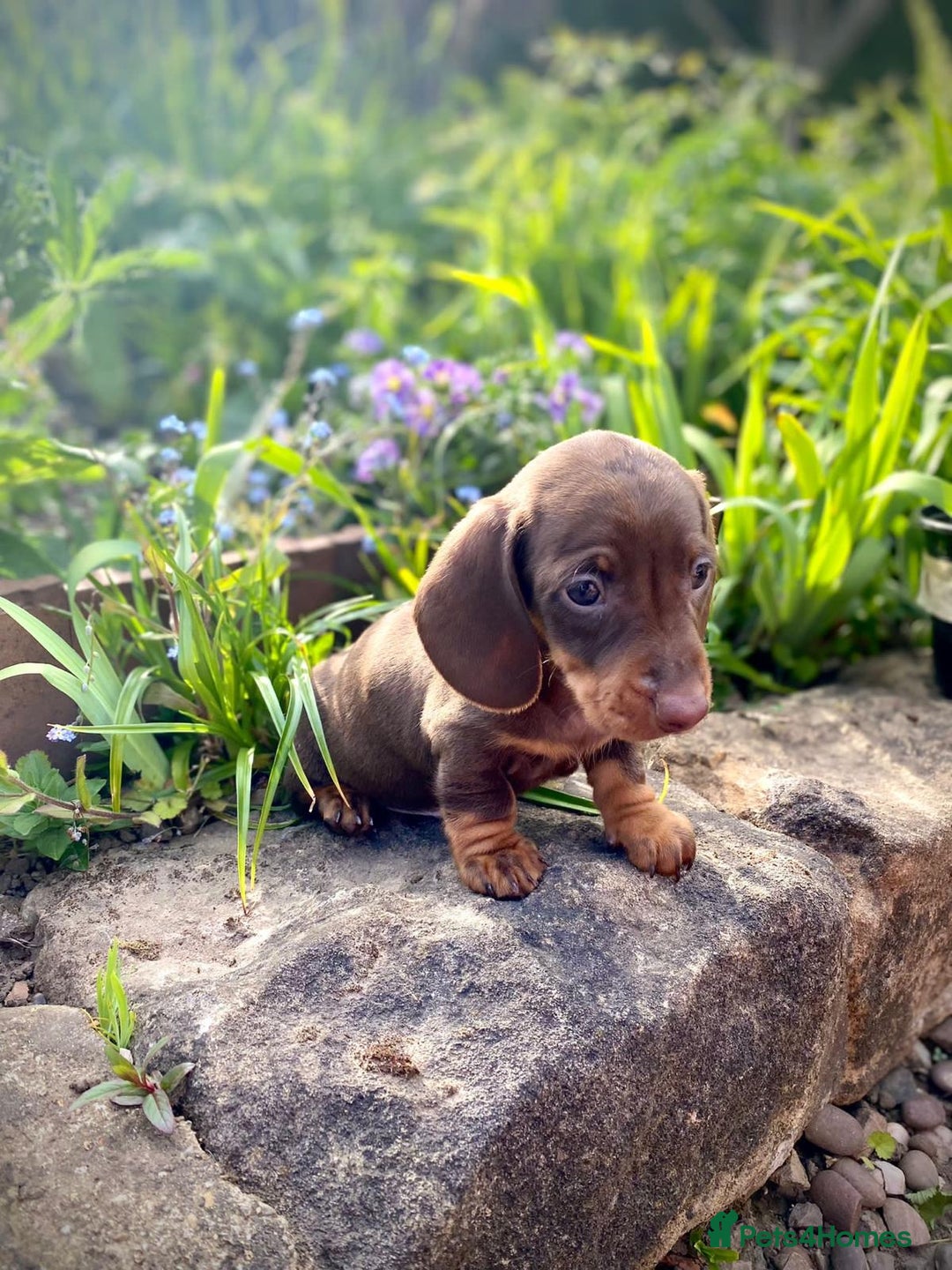 Miniature Dachshund dogs for sale: Beautiful choc and tan mini dachshund little girl - Image 1