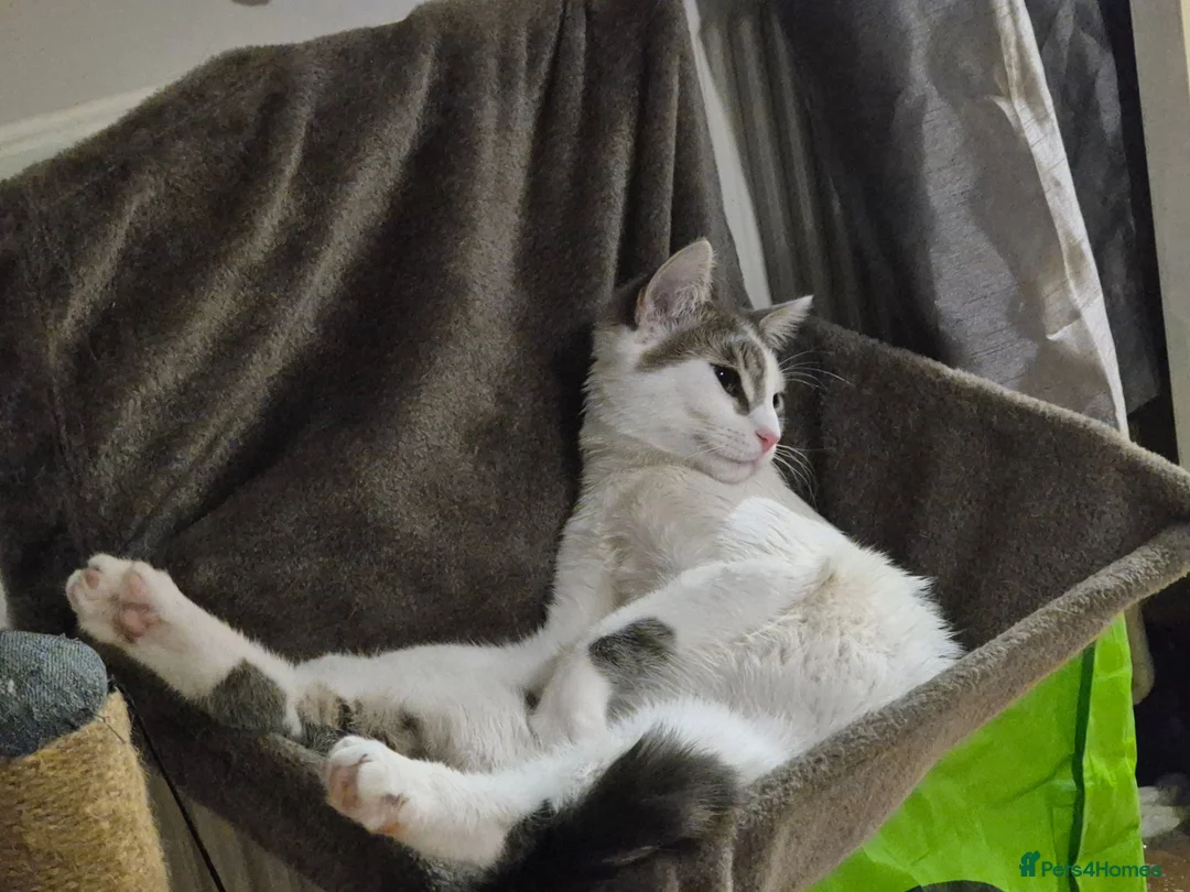 Mixed Breed cats for sale: Bonded pair need new 5* home  - Advert 2
