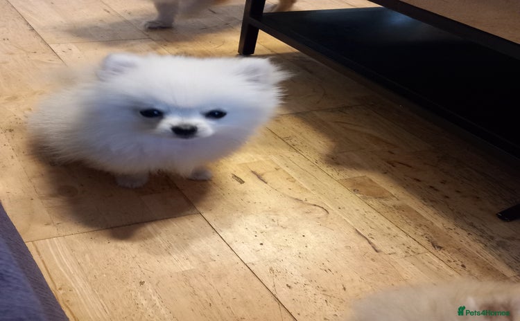 Pomeranian dogs - Advert 15