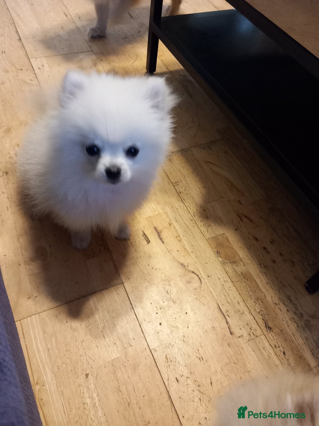 Pomeranian dogs for sale: Bautiful pomeranian puppies - Image 1
