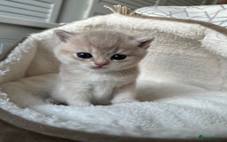 British Shorthair cats for sale: British Shorthair Golden & Bluegolden kitten GCCF - Image 19