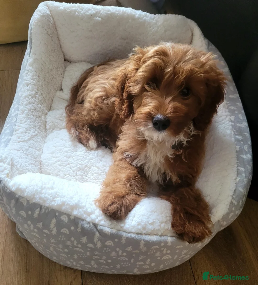 Cockapoo dogs for sale: Stunning Fox Red Cockapoo  - Advert 5