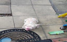 French Bulldog dogs for sale: Platinum white blonde fluffy french bulldog - Image 4