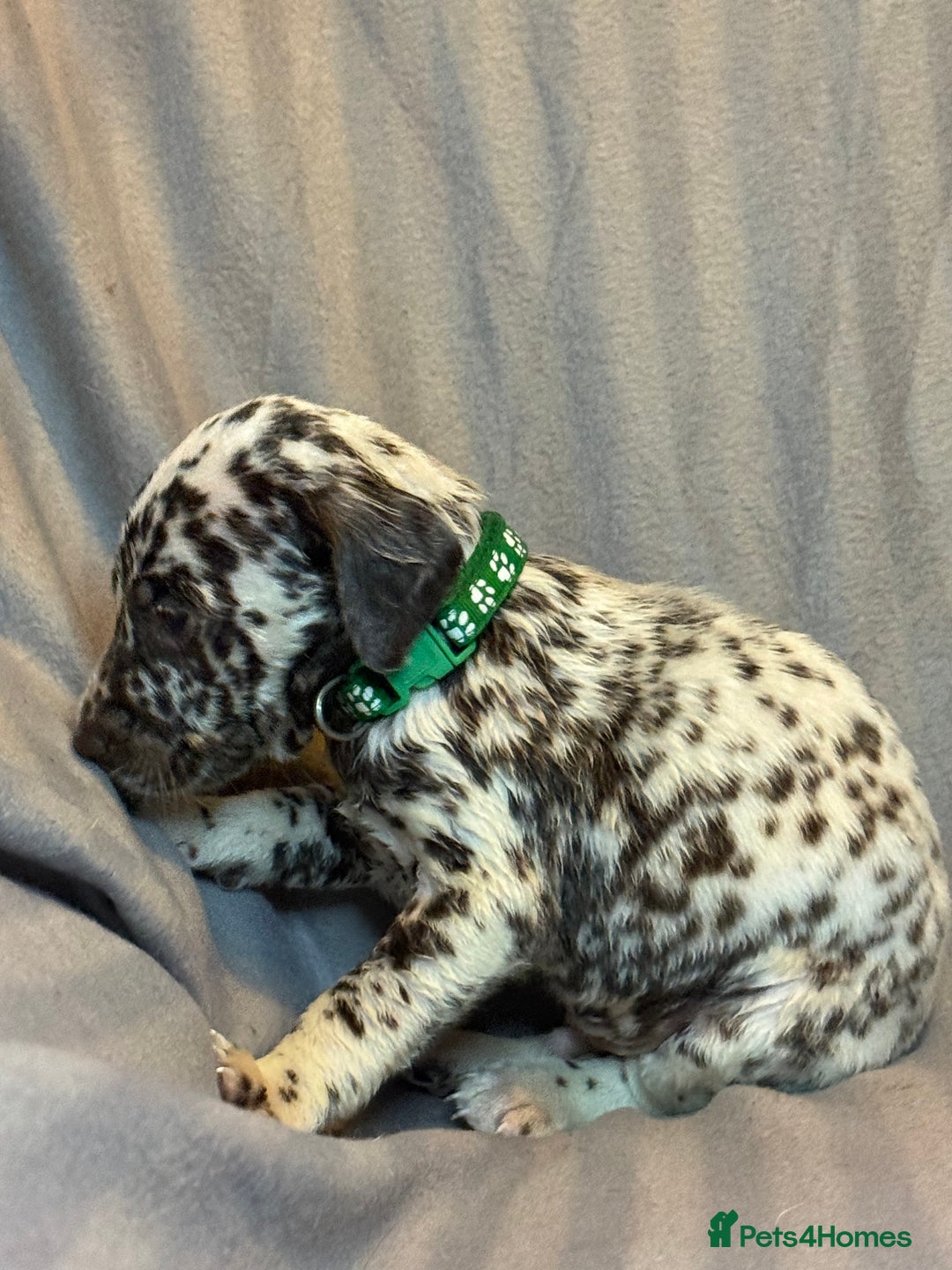 Dalmatian dogs for sale: Ready to Home Dalmatian Puppies  - Image 30